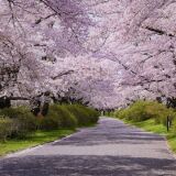 展勝地の桜並木