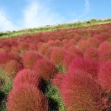 【観光】国営ひたち海浜公園