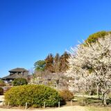 【観光】偕楽園の桜