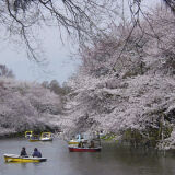 Inokashira Park