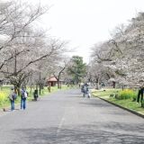【観光】小金井公園の桜