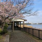 【観光】谷津干潟公園の桜