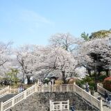 【観光】飛鳥山公園の桜