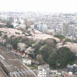 【観光】飛鳥山公園