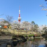 【観光】八幡山公園の桜