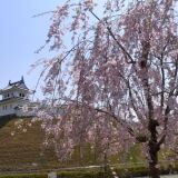 【観光】宇都宮城址公園の桜