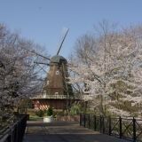 【観光】ふなばしアンデルセン公園の桜