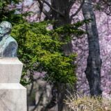 【観光】北海道大学の桜