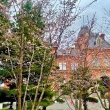 【観光】北海道庁旧本庁舎（赤れんが庁舎）の桜