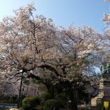 【観光】上野恩賜公園の桜