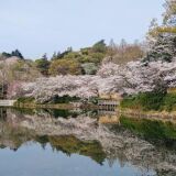 【観光】三ツ池公園の桜