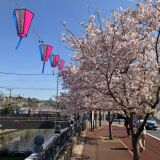 【観光】大岡川プロムナード