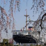 【観光】 山下公園の桜
