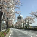 【観光】みなとみらいさくら通り