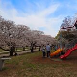 【観光】大井ふ頭中央海浜公園の桜