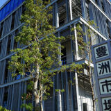 【周辺】豊洲市場