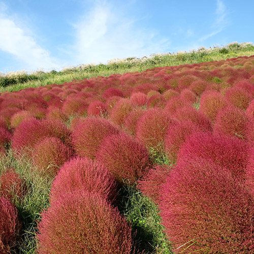 국영 히타치 해변공원