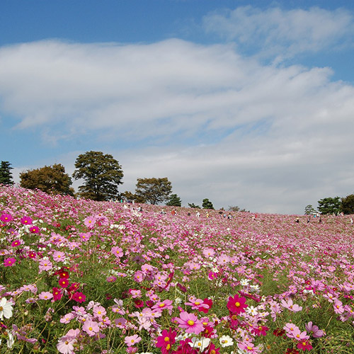 국영 쇼와 기념공원