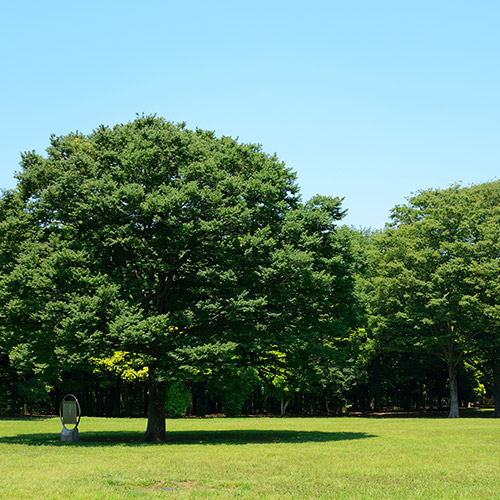 小金井公園