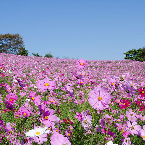 国営昭和記念公園